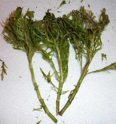 Hygrophila difformis - 3.90€